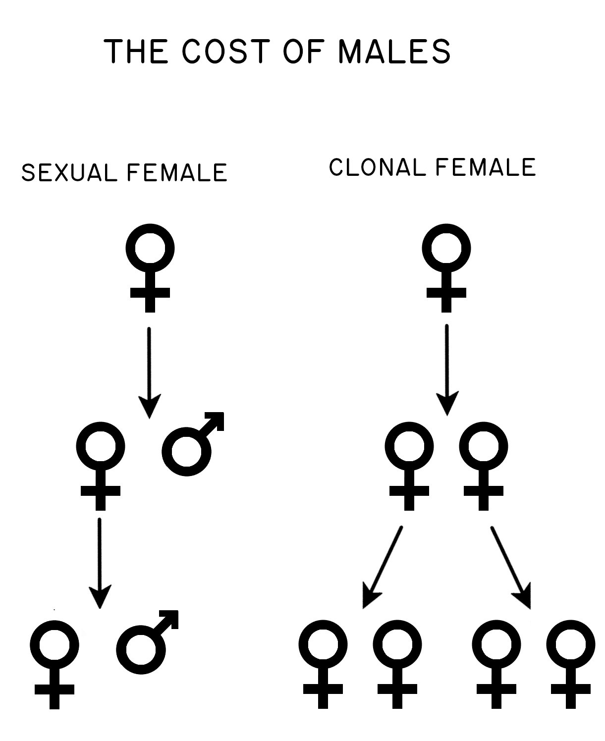 Diagram illustrating a sexual female producing one daughter and one son and an asexual female producing two daughters.