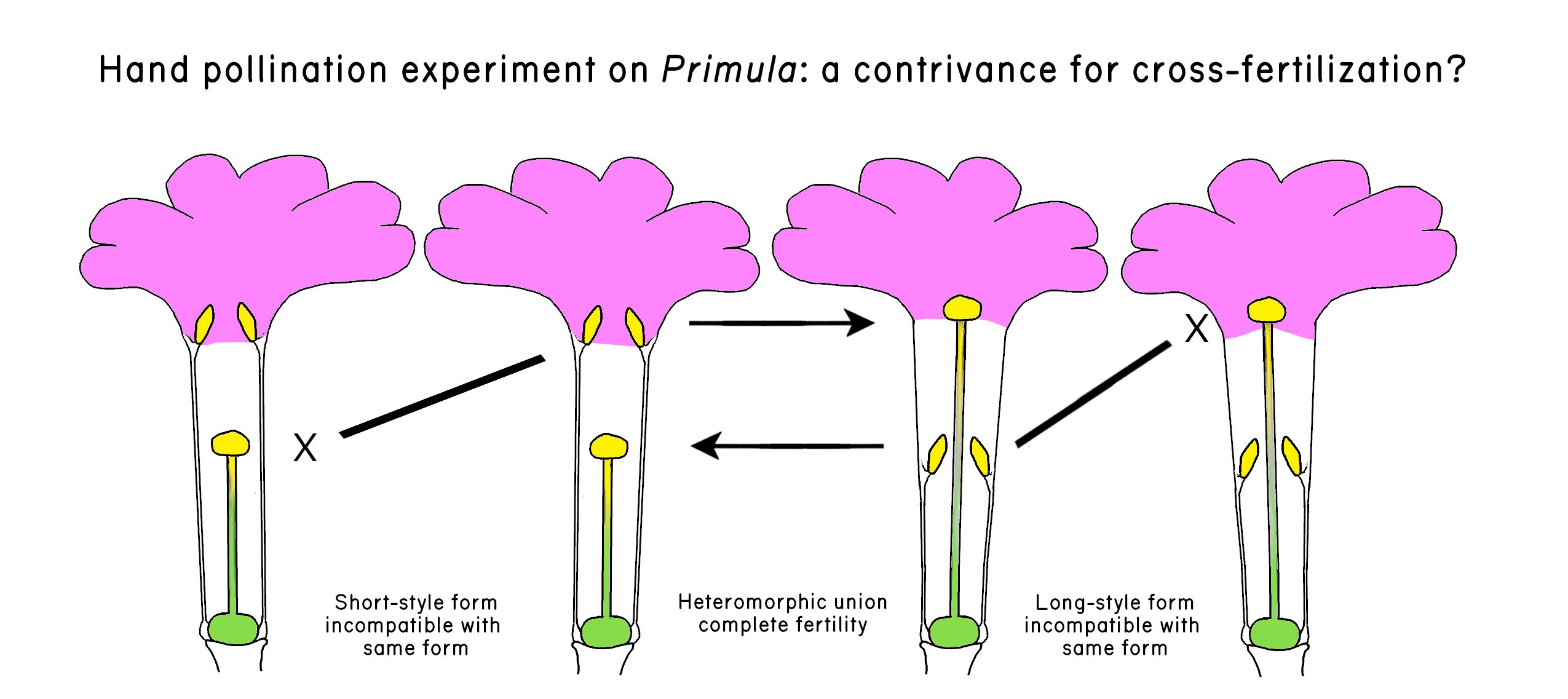 Drawing showing the short-style and long-style forms of *Primula* used in Darwin's pollination experiment.