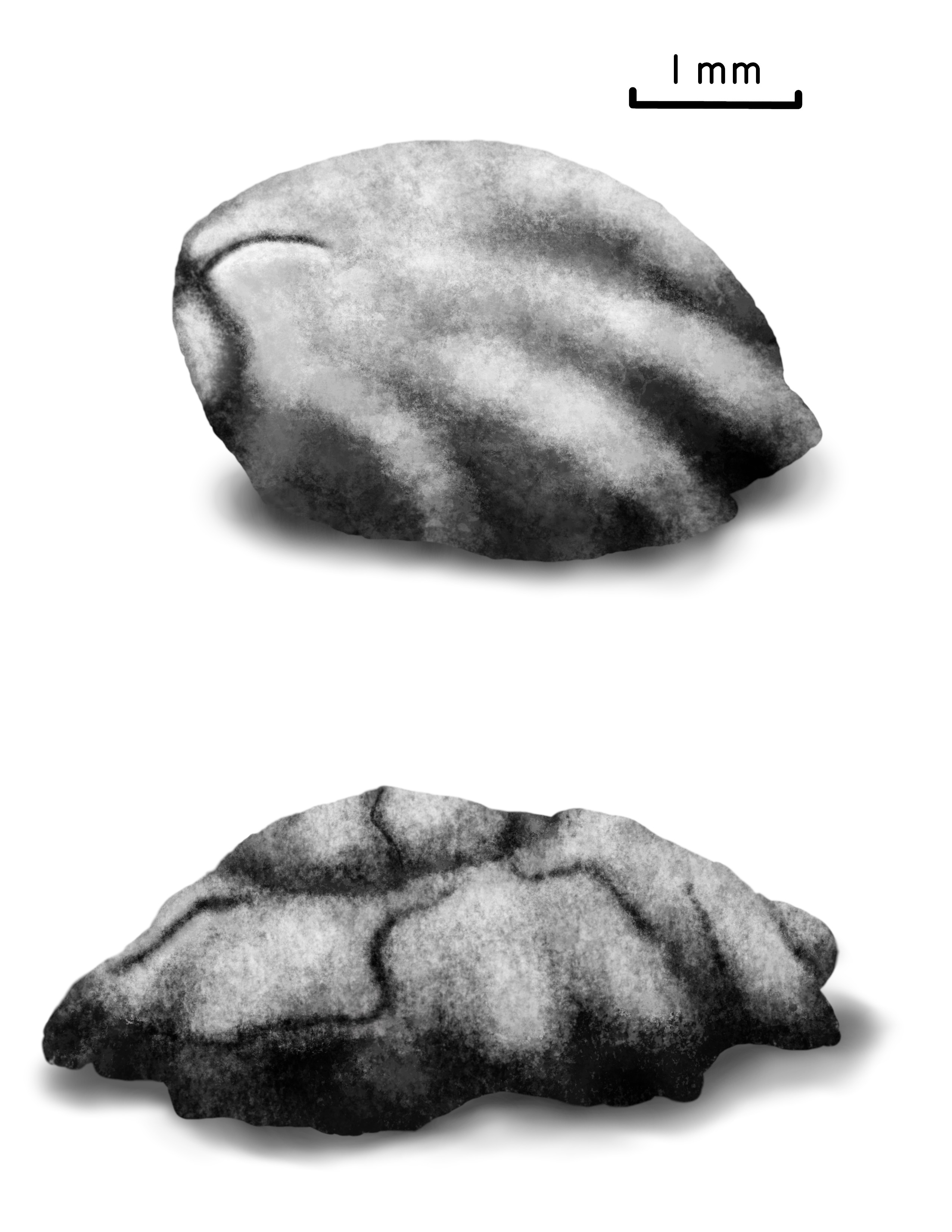 Drawings of the two shell morphs of the intertidal barnacle, *Chthamalus anisopoma*.