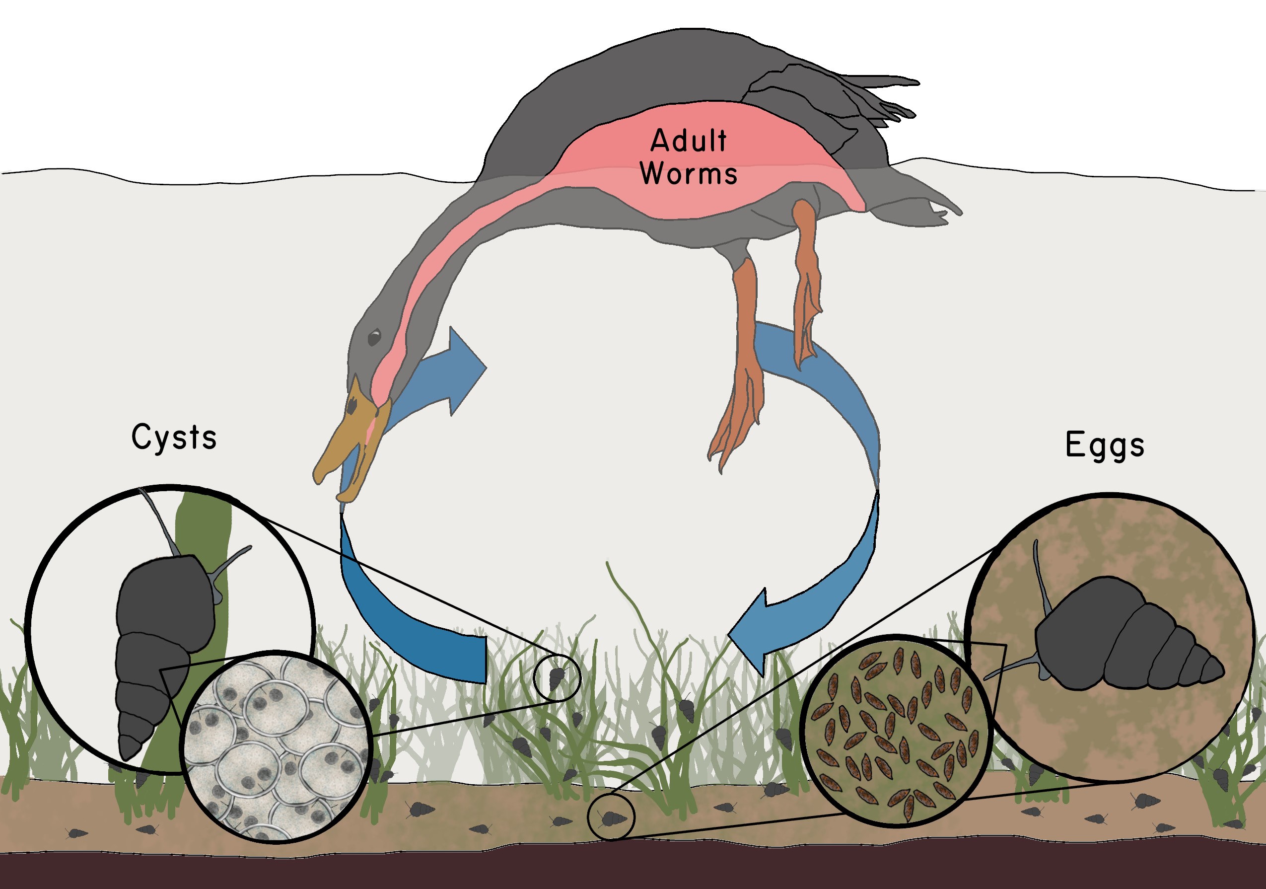 Illustration of the life cycle of the trematode *Microphallus*.