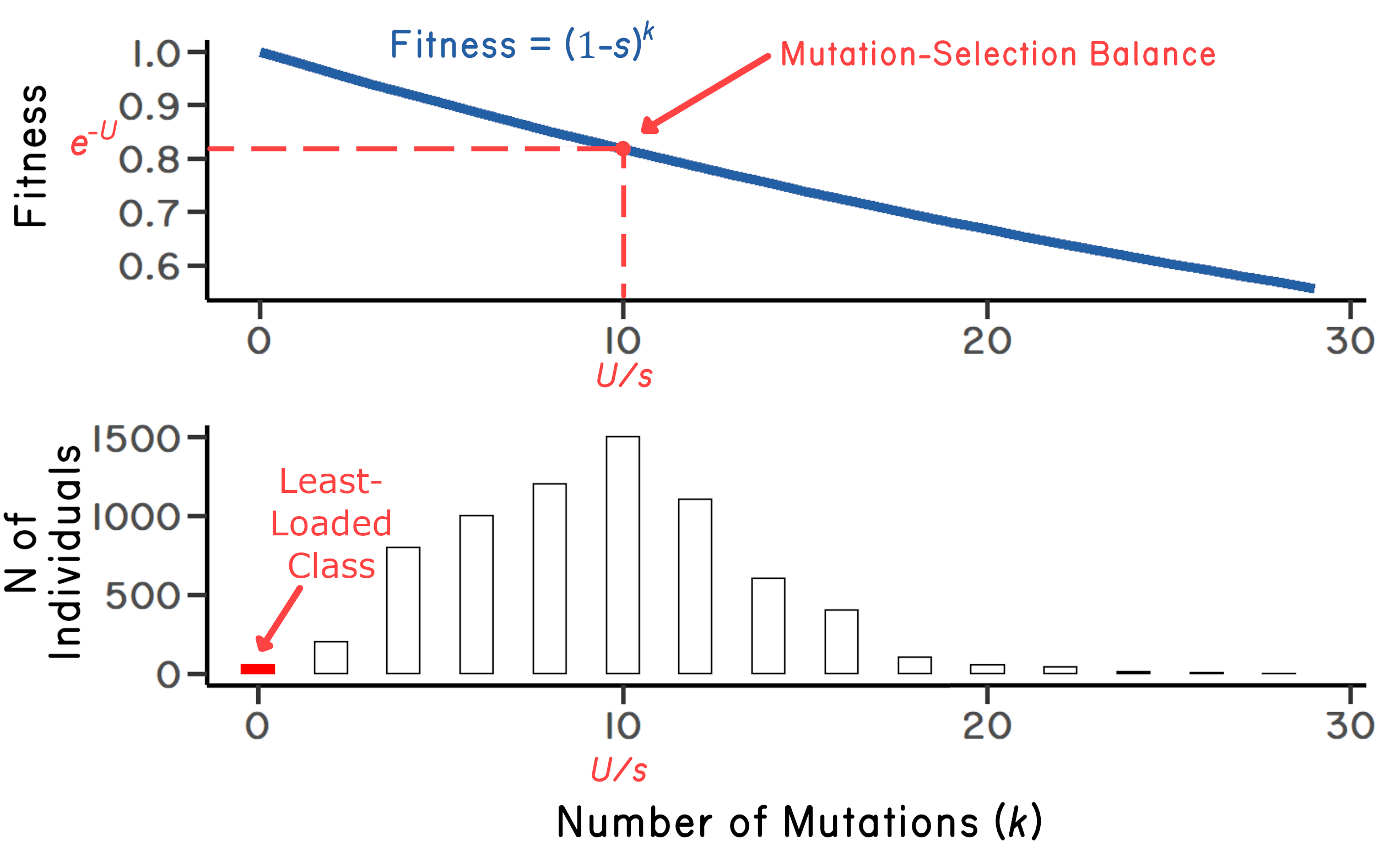 Two data visualizations of fitness as a function of the number of mutations assuming independent effects. The top figure shows mean fitness at mutation-selection balance. The bottom figure shows the distribution of mutations at mutation-selection balance.