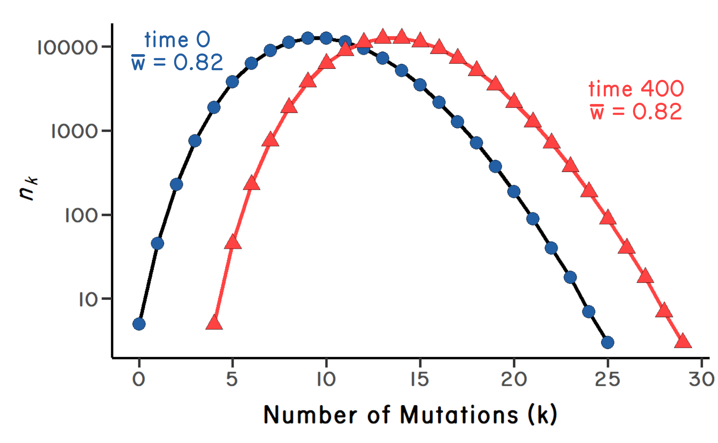 Data visualization showing the distribution of mutations at time zero and 400 generations later. The greater number of mutations at generation 400 is due to mutation accumulation via Muller's Ratchet.